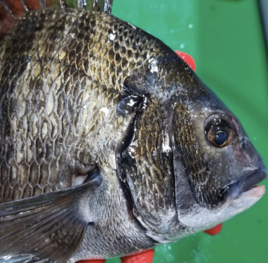 자연산 감성돔회 1KG 필렛 [원산지:국산(경상남도 거제시)]