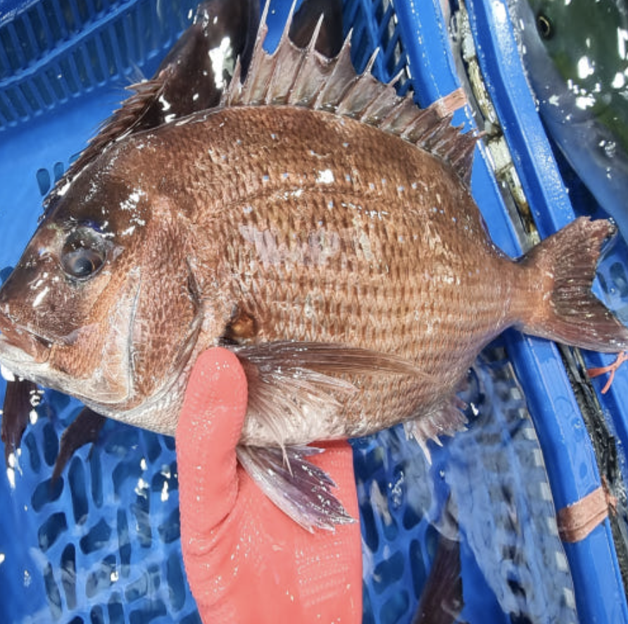 참돔회 1kg 필렛 [원산지:국산(경상남도 거제시)]