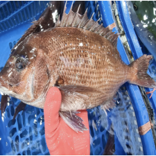 참돔회 1kg 필렛 [원산지:국산(경상남도 거제시)]