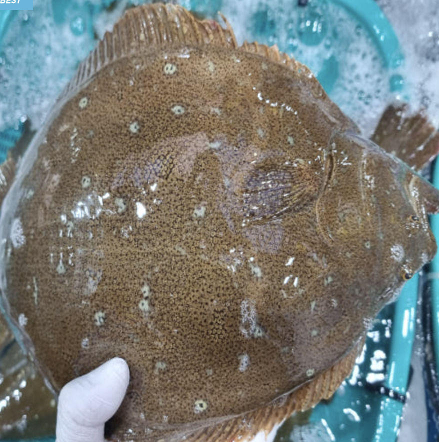 당일작업 광어회 대광어 1kg, 1개 [원산지:국산]