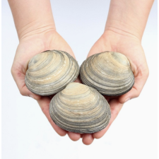 거제도 자연산 생물 대합 개조개 1kg