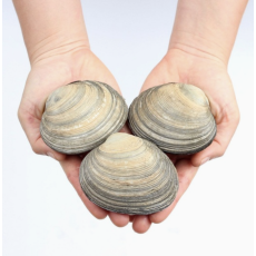 거제도 자연산 생물 대합 개조개 1kg